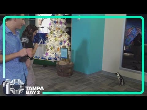 Florida Aquarium opens new holiday event 'YuleTides'