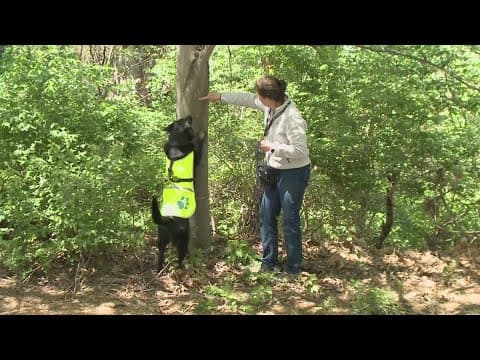 Four-legged investigators sniff out spotted lanternfly eggs to slow spread of invasive pest