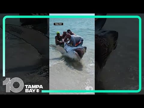 Group helps shark back into the water on beach in Pensacola, Florida