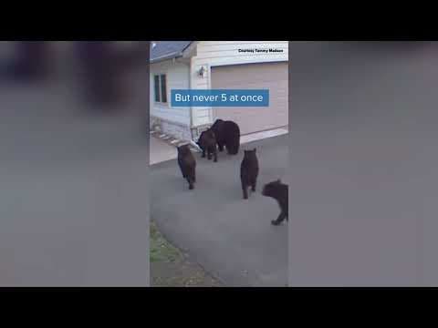 Move over, Goldilocks, here's the story of Tammy and the FIVE bears!