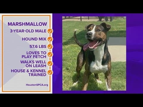 Pawfect Match: Meet Marshmallow