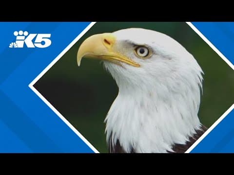 Bald eagle finally set to become official national bird