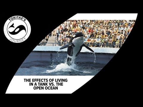 Marine neuroscientist explains why living in a tank can harm an orca's brain
