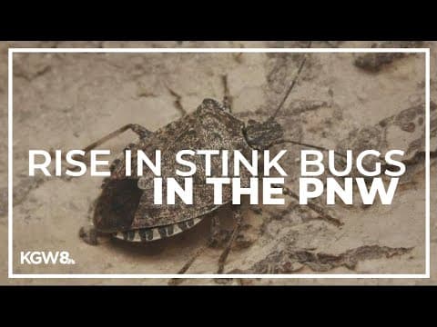 Rise in stink bugs in the PNW