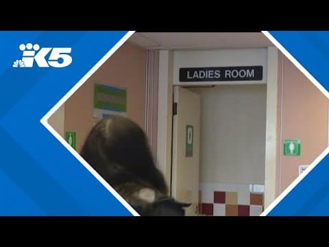 Washington state ferry worker on leave after bathroom voyeurism allegations