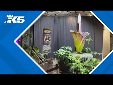 Corpse flower blooming at Amazon Spheres in Seattle
