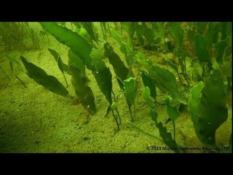 Port declares emergency after another patch of invasive algae found in San Diego Bay