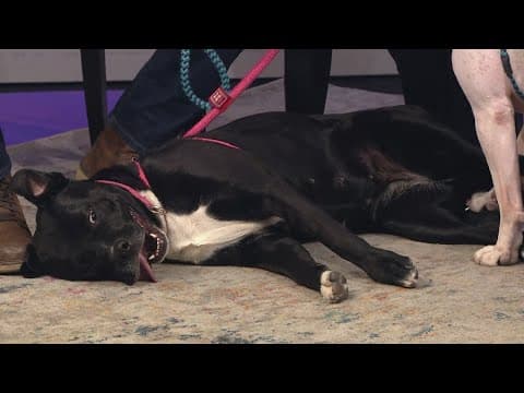 Playful pair of bonded Pitbull mixes looking for a new home