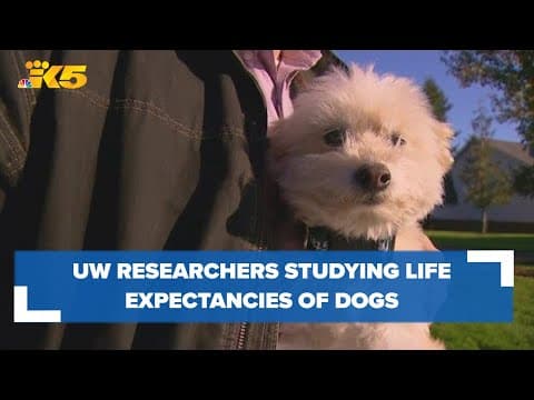 UW researchers study life expectancies, disease risks in dogs for Dog Aging Project