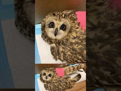 Injured Owl Left at Colorado Wildlife Clinic