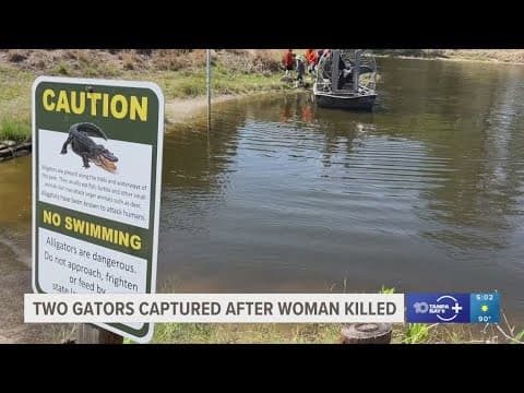 Two gators captured after woman killed while canoeing in a Florida lake