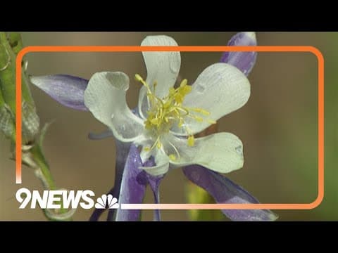 How to identify wildflowers in Colorado