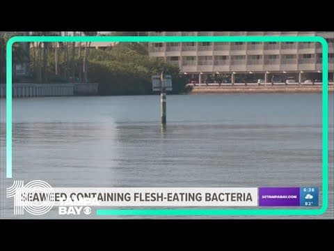 Researchers: Seaweed blob washing up on Florida beaches carrying flesh-eating bacteria
