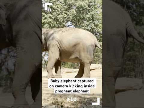Baby elephant captured on camera kicking inside pregnant elephant