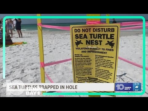 Sea turtles found stranded in hole on Anna Maria Island