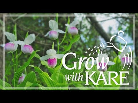 Grow with KARE: Minnesota's native orchids