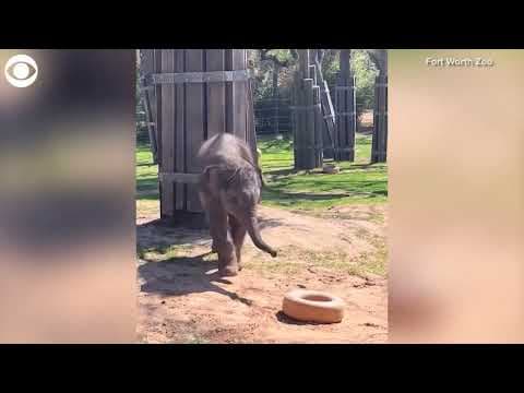 Baby elephant plays with tire ring