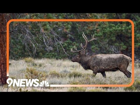 Bull elk poached in national preserve in Colorado