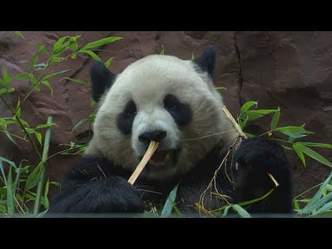 2 giant pandas make public debut at San Diego Zoo