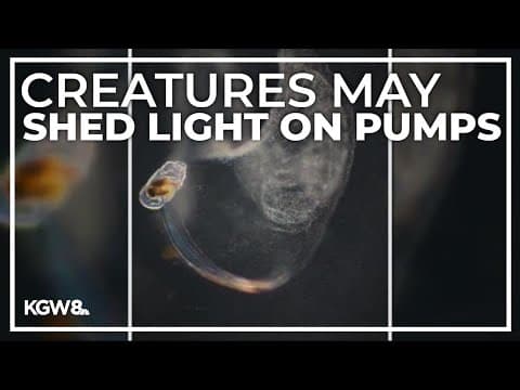 Why University of Oregon researchers are studying 'snot palaces'