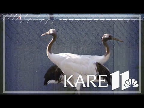 Rare red-crowned cranes make debut at Minnesota Zoo