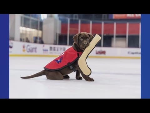 Capitals' service dog-in-training enlisted at Walter Reed Medical