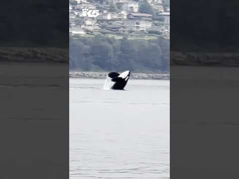 Orcas make a splash near Fox Island. 🎥: Courtesy of Jamie Bisceglia