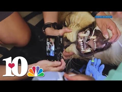 Zoo Knoxville lion back on the prowl after having a tooth removed
