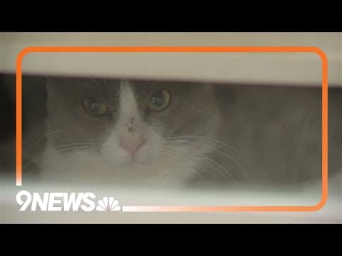 Riverdale Animal Shelter takes in hundred of animals