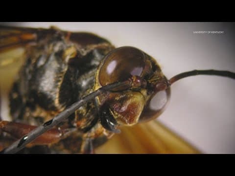 Those large insects flying around aren't murder hornets, they're cicada killer wasps, experts say
