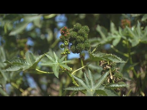 I Love a Clean San Diego zeroes in on non-native plant species