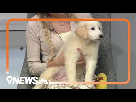 Fawn is a sweet, 9-week-old puppy who loves to cuddle and needs a forever home