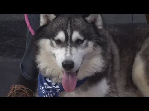 Louisiana SPCA events this weekend