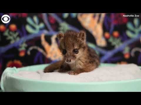 Baby fanaloka born at Nashville Zoo