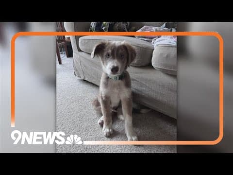 Colorado health officials: Puppy adoption event attendees may have been exposed to rabies