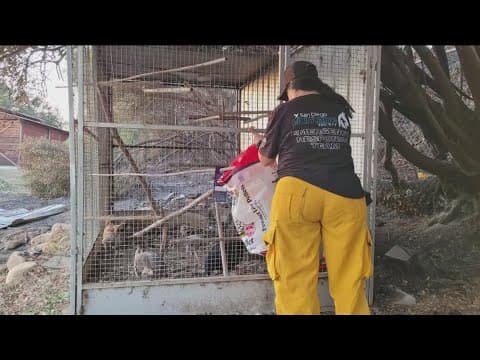San Diego Humane Society team checks in on animals in Eaton fire zone
