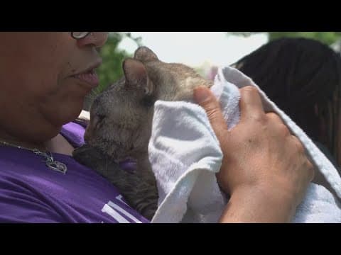 Pets rescued after massive North Texas apartment fire displaces more than 800 people