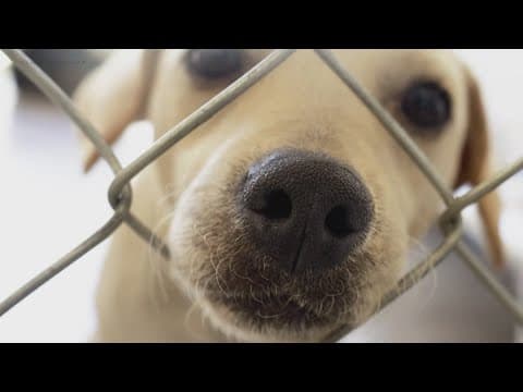 Pets of the Week | 6-15-2024