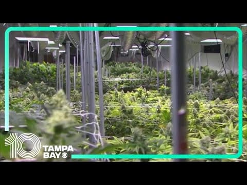 Amendment 3, Florida’s recreational marijuana measure, does not pass
