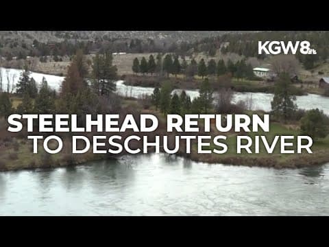 Spike in steelhead returns to Deschutes River highlights years of collaboration and restoration