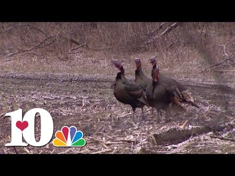 TWRA tracking turkey population through wildlife survey open until Aug. 31