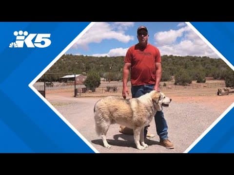 Ranch dog rescues missing toddler