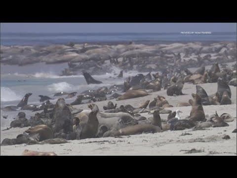 Alarming trend of cancer in sea lions being caused by exposure to banned chemical