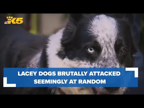 Family dogs brutally attacked in Lacey backyard