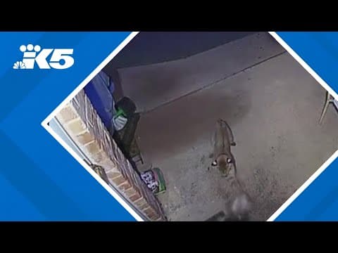 Bobcat sneaks up on dog in Texas backyard