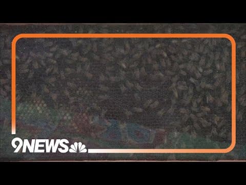 Creating a pollinator-friendly garden