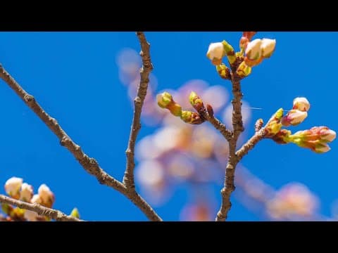 WATCH LIVE: Cherry Blossoms Cam 🎥