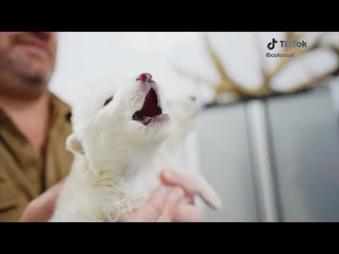 These wolf pups vanished 12,500 years ago. Now they’re back.