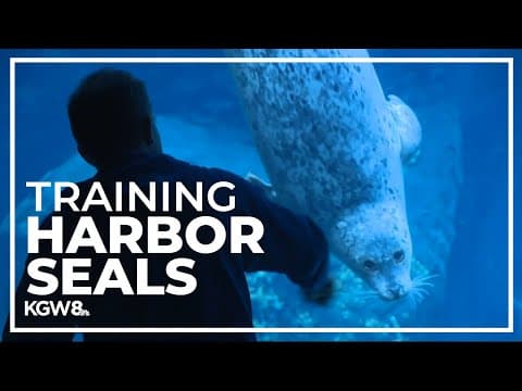 Training harbor seals at the Oregon Zoo