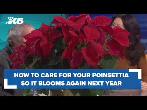 Gardening guru Ciscoe on how to save poinsettias for next year